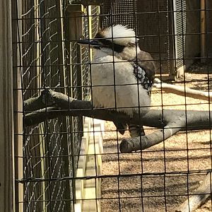 Laughing kookaburra
