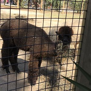 Huacaya alpaca: Tuscany