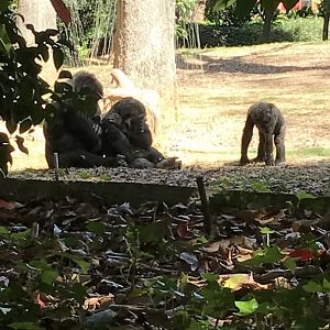 Western lowland gorillas