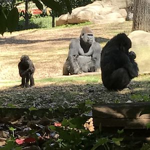 Western lowland gorillas