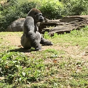 Western lowland gorilla: Standi