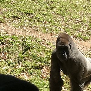 Western lowland gorilla: Charlie