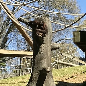 Sumatran orangutan: Keju