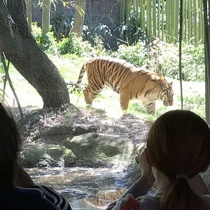Sumatran tiger: Sparky