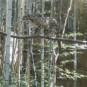 Clouded leopard: Suhana