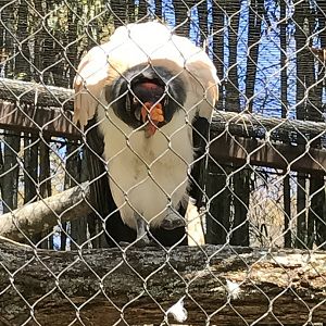 King vulture: Ros