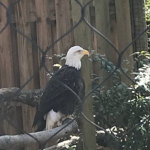 Bald eagle: Sequoyah