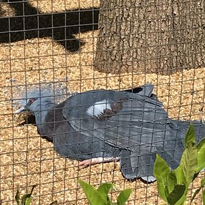 Victoria crowned pigeon