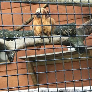 Golden lion tamarin