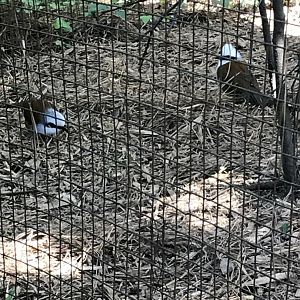 White-crested laughing thrush