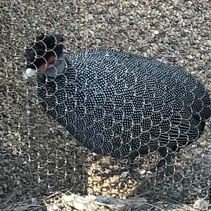 Kenya crested guineafowl