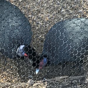 Kenya crested guineafowl