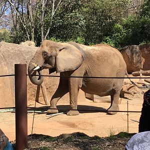 African elephant: Tara