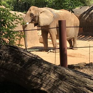 African elephant: Tara