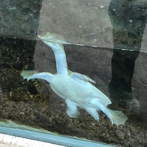 Spiny softshell turtle