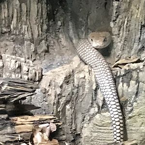 King cobra