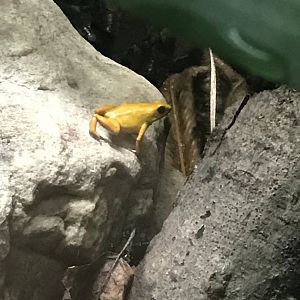 Strawberry poison frog