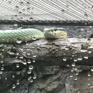 Sri Lankan green pitviper