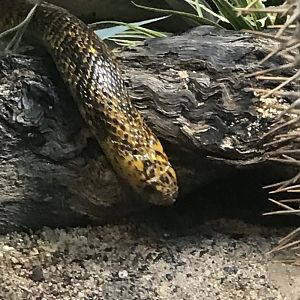Cape cobra