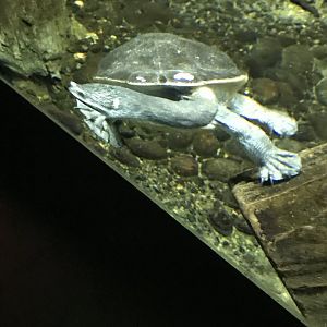 Parker's snake-necked turtle