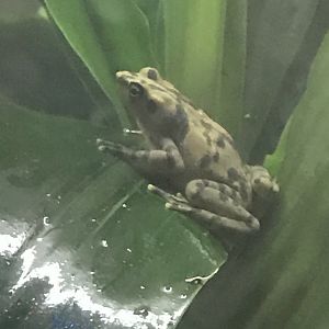 Panamanian golden frog