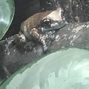 Mission golden-eyed tree frog