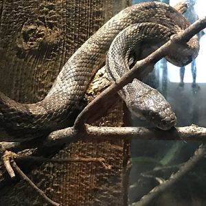 Gray ratsnake