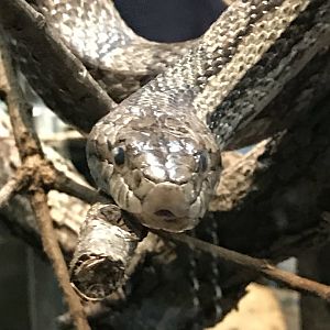 Gray ratsnake