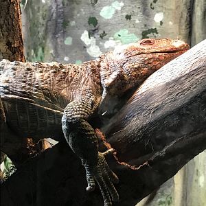 Caiman lizard