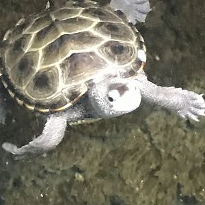 Diamondback terrapin