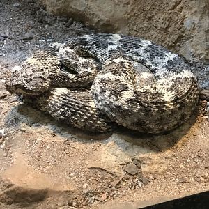 Speckled rattlesnake