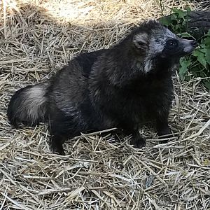 Tanuki