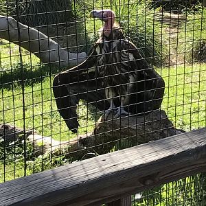 Lappet-faced vulture