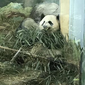 Giant panda