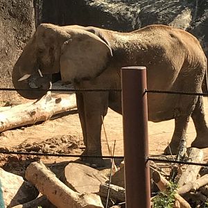 African elephant: Kelly