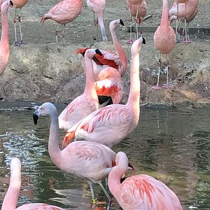 Chilean flamingos