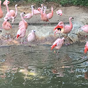 Chilean flamingos
