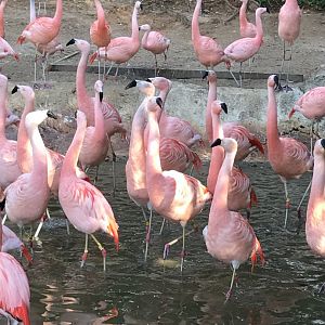 Chilean flamingos