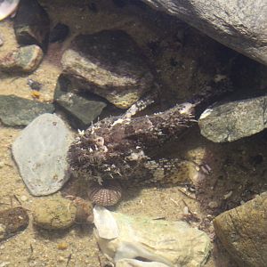 Spotted Scorpionfish