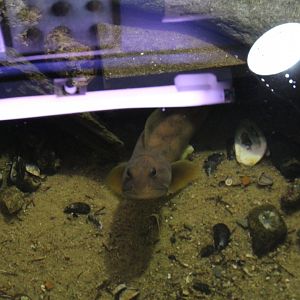 Ocean Pout