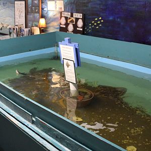 Dogfish & Skate Touchpool