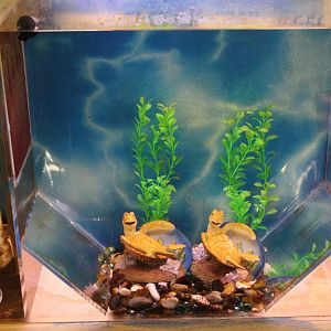 Seahorse Nursery Tank