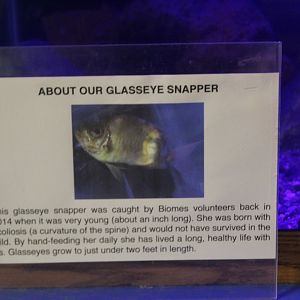 Glasseye Snapper Signage