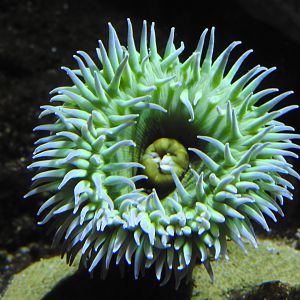 Giant Green Anemone