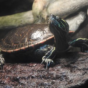 Western Painted Turtle