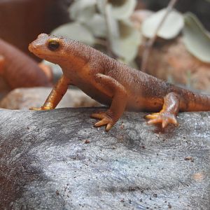 California Newt