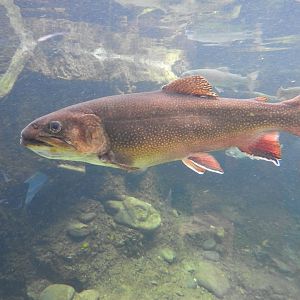 Brook Trout