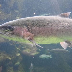 Rainbow Trout