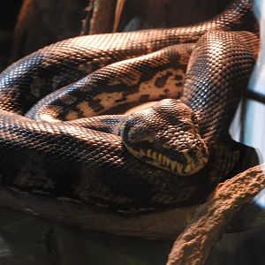 Jungle Carpet Python