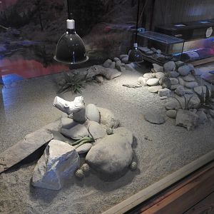 Desert Tortoise/Chuckwalla Exhibit